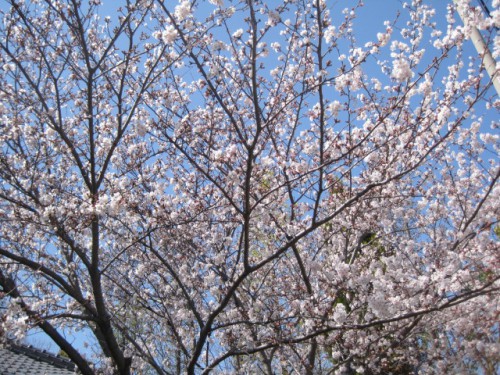 桜　2014