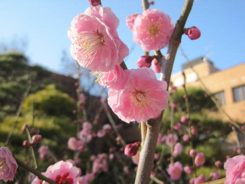 梅の花